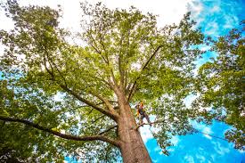 How Our Tree Care Process Works  in  Elk Ridge, UT