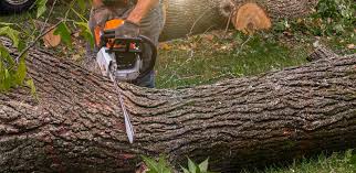 Best Stump Grinding and Removal  in Elk Ridge, UT