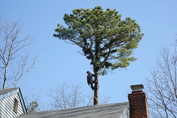 Trusted Elk Ridge, UT Tree Care Experts